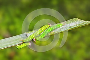 Common Palmfly Elymnias hypermnestra caterpillars