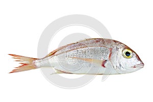 Common pandora fish pagellus erythrinus isolated on white