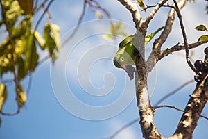 A Common Parakeet (Brotogeris tirica). photo