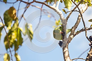 A Common Parakeet (Brotogeris tirica). photo