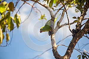 A Common Parakeet (Brotogeris tirica). photo