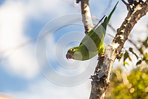 A Common Parakeet (Brotogeris tirica). photo