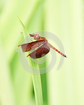 Common Parasol Dragonfly