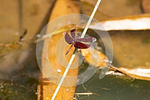 Common parasol dragonfly, Neurothemis fluctuans