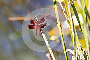 Common parasol dragonfly, Neurothemis fluctuans