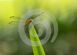 Common Parasol Dragonfly -Yellow Female