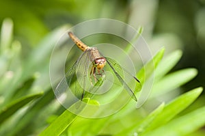 Common Parasol (Neurothemis fluctuans) dragonfly