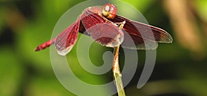 Common Parasol (Neurothemis Fluctuans) on The Leaves