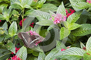 Common Parides