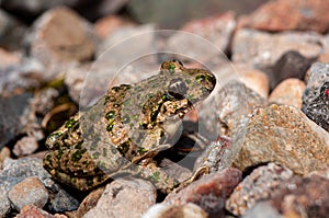 Common parsley frog, Pelodytes punctatus, in the ground photo