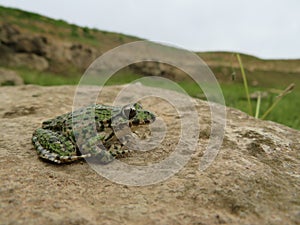 Common parsley frog, Pelodytes punctatus, in a stone
