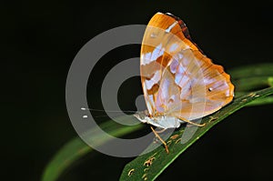 Common pasha butterfly