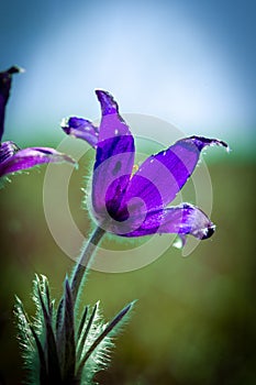 Common Pasqueflower
