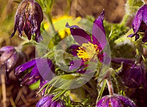 Common pasqueflower Pulsatilla vulgaris in the garden
