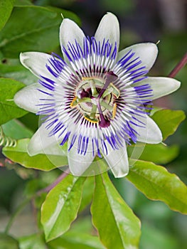 Common Passion flower (Passiflora caerulea)
