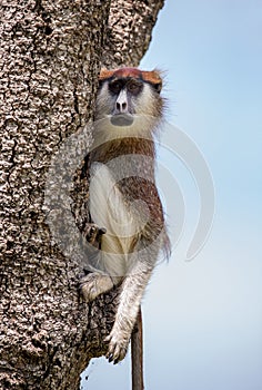 Common patas monkey Erythrocebus patas is sitting on a tree. Murchisons folls national park. AfriÑa. Uganda
