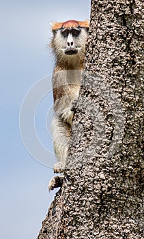 Common patas monkey Erythrocebus patas is sitting on a tree. Murchisons folls national park. AfriÑa. Uganda