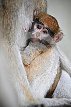 common patas monkey young animals zoo