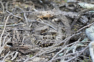 Common Pauraque camouflaged