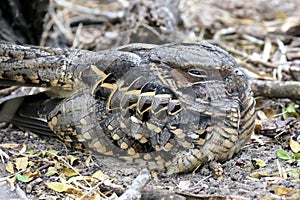 Common Pauraque Hiding