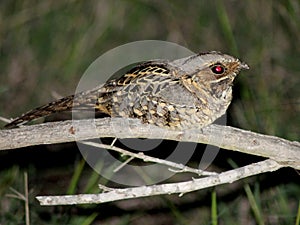 Common Pauraque in South Texas