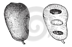 Common Pawpaw or Asimina triloba, vintage engraving