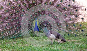 The common peacock or blue peacock also known as the Indian peacock is a bird belonging to the Fasianid family. Originally from th