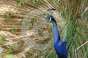 Common peacock - portrait view
