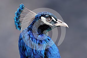 Common peacock - portrait view