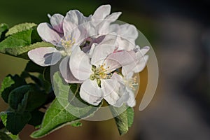 Common pear, Pyrus domestica