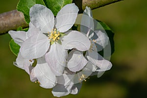 Common pear, Pyrus domestica