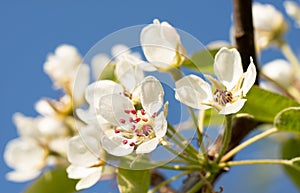 Common pear, Pyrus domestica