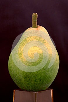 Common Pear Single Still Life 01