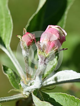 Common pear tree Pyrus communis flowerbud photo