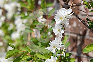 Common pearlbush (exochorda racemosa) flowers photo