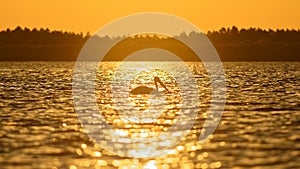 Common pelican on Danube sunset
