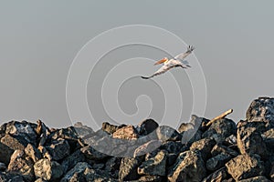 Common pelican in flight, in the Danube Delta, Sulina,