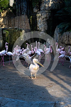 A common pelican with a group of flamingos behind it next to a pond