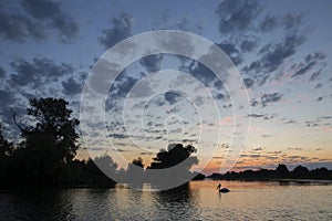 A common pelican silhouette swims on a lake in the Danube Delta before sunrise.
