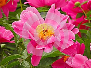 the blooming Common peony photo