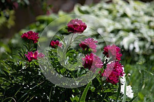 Common peony Paeonia officinalis