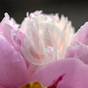 Common peony - Peonia officinalis photo