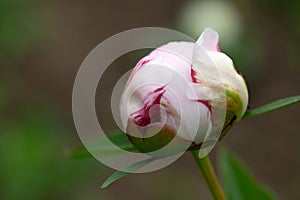 Common peony - Peonia officinalis photo