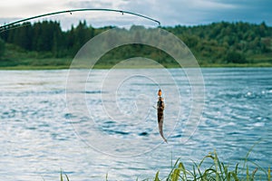 Common perch on fishing line against river landscape