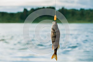 Common perch with fishing line and lure in outdoors