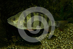 The Common perch Perca fluviatilis.