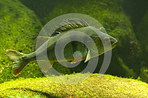 The Common perch Perca fluviatilis.