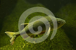 The Common perch Perca fluviatilis.