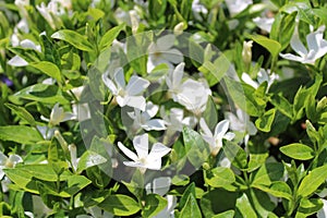 Common periwinkle in the garden