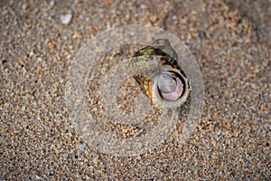 common periwinkle hides inside its shell, have a broadly ovate thick and sharply pointed shell, and contain whorls. fine threads